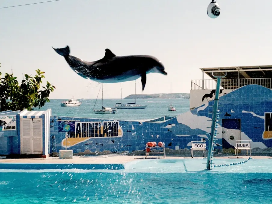 En delfin hopper over bassenget i Marineland, med parkens skilt og havet bak
