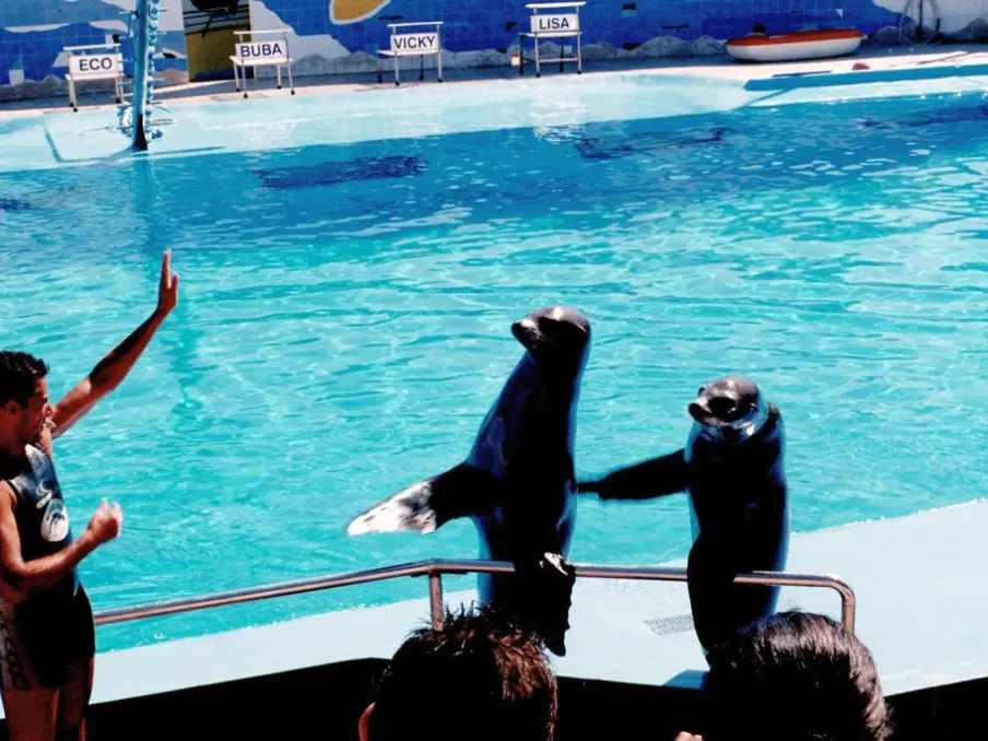 To sjøløver vinker med luffene under oppvisningen i Marineland