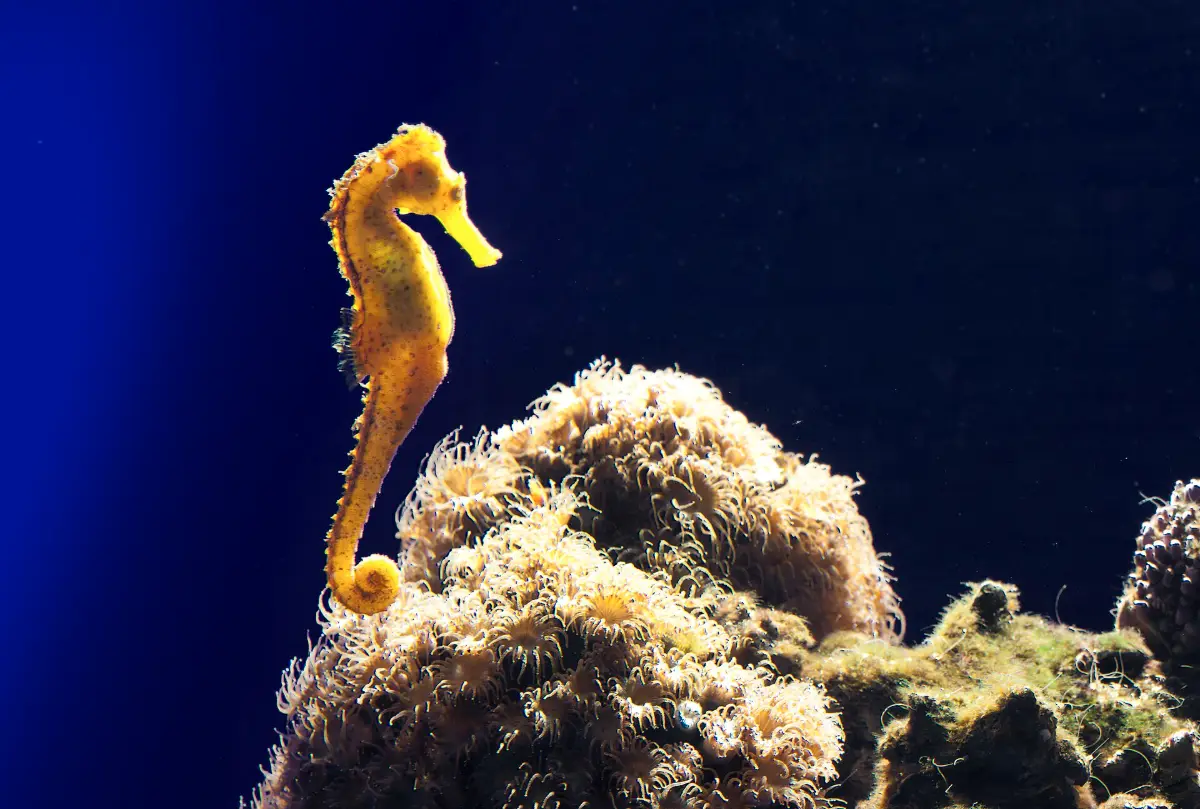 Sjøhest i bassenget for Middelhavet i Palma Aquarium