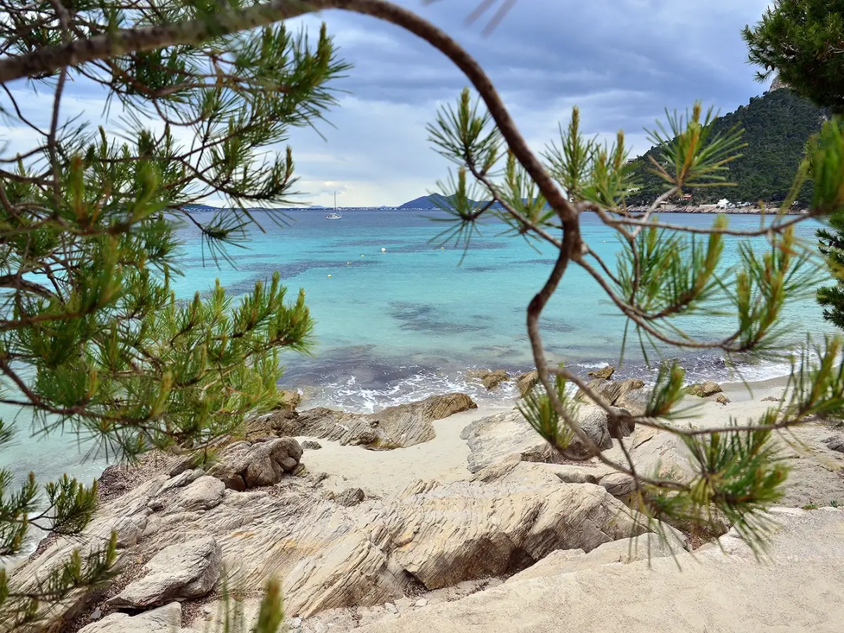 Turkis vann og hvit sand sett mellom furugrener ved Formentor-stranden