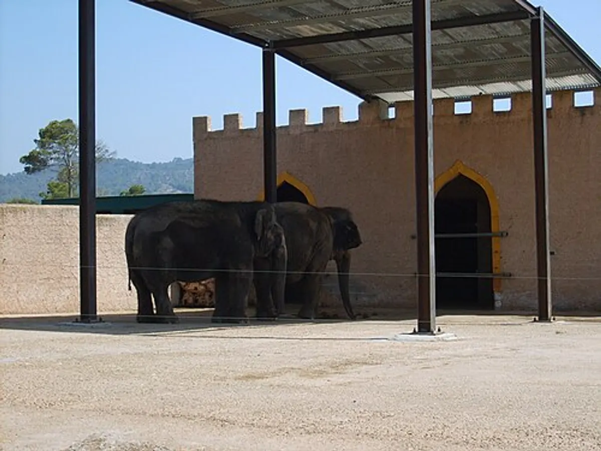 Elefanter i skyggen under taket i Safari Zoo
